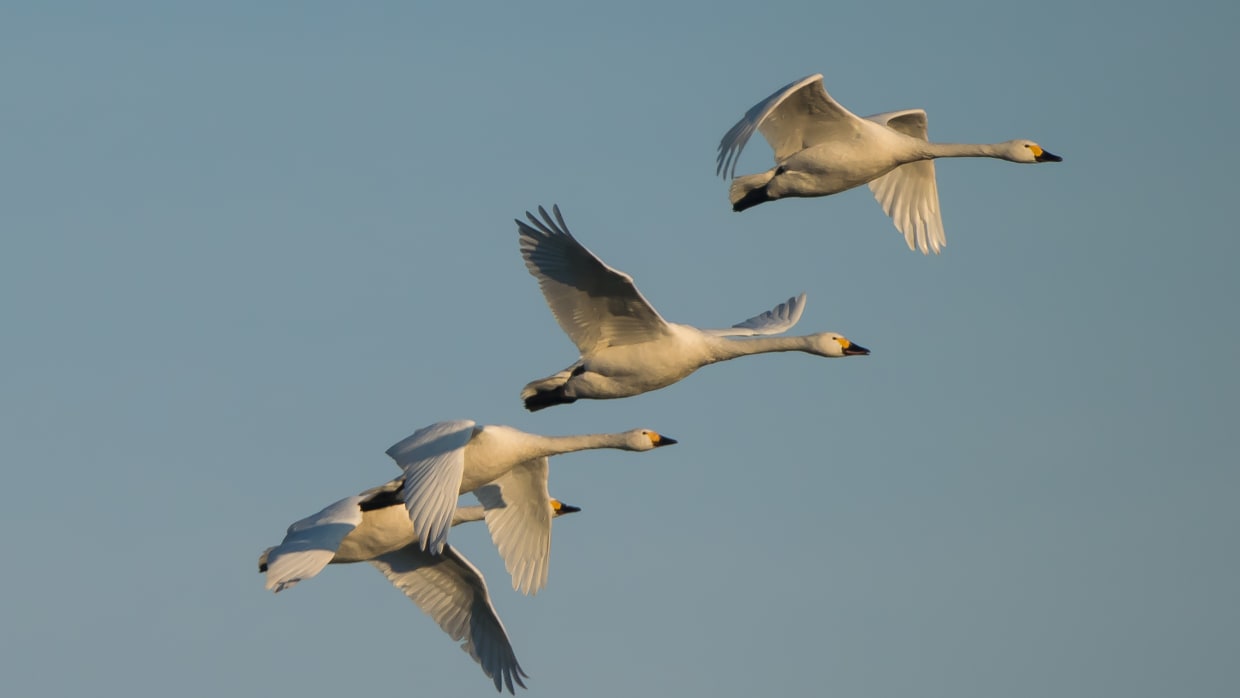 Door klimaatverandering overwintert de kleine zwaan dichterbij huis